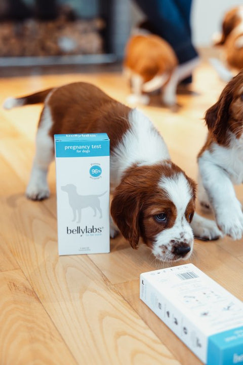 Can you use a human pregnancy test on dog?