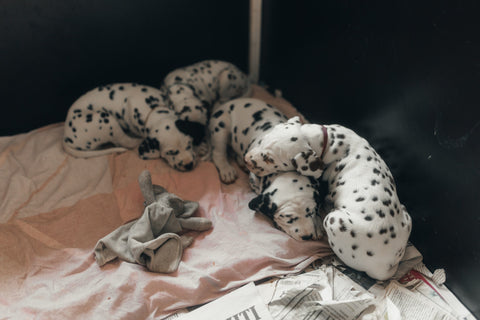 Newborn Puppy Care