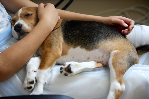 Effect of Pinus taeda Hydrolyzed Lignin on Biochemical Profile, Oxidative Status, and Semen Quality of Healthy Dogs