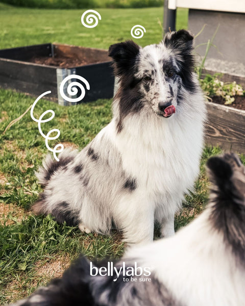 Dog diarrhea: Causes, home Remedies, and when to see a vet