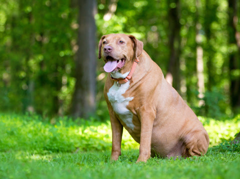 Dog obesity: How extra weight affects your dog’s health and fertility