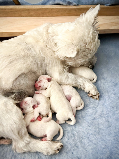 Targeted calcium support for safe whelping and postpartum recovery in dogs