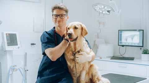 The Role of Dog Pregnancy X-rays