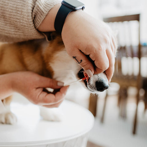 Bellylabs Trächtigkeitstest für Hunde