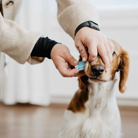 Bellylabs Trächtigkeitstest für Hunde