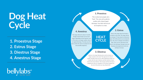Basics of The Dog’s Heat Cycle