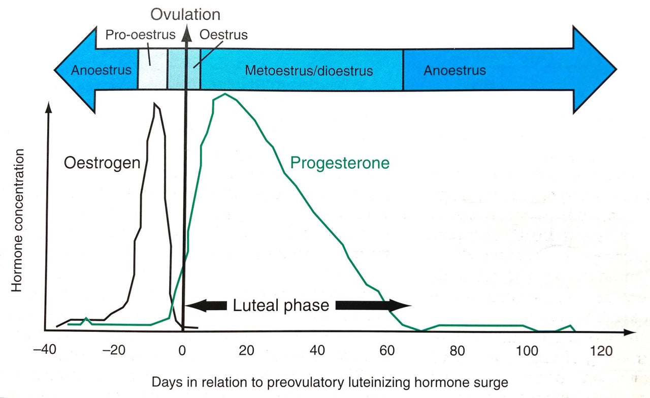 The more you know! Canine Ovulation Explained Bellylabs