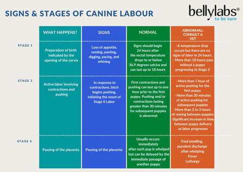 Stages of Canine Pregnancy