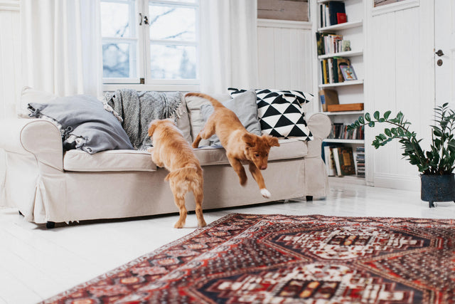 Dog gestation calendar Tracking the milestones Bellylabs