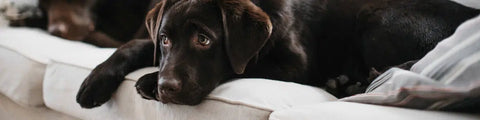 Dog Phantom Pregnancy: Understanding Pseudopregnancy in Canine Gestation