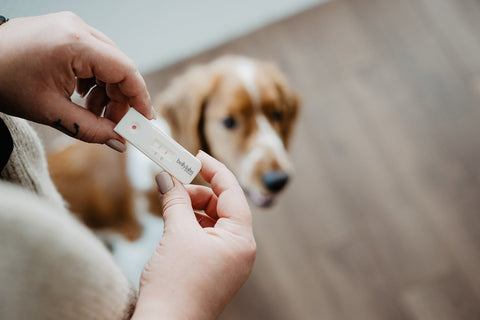 How to tell if your dog is pregnant: signs, veterinary methods, and at-home testing
