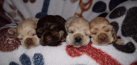 Nurturing Newborn Puppies: A Handbook for Dedicated Dog Breeders