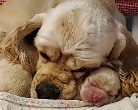 The Miracle of Puppy Birth