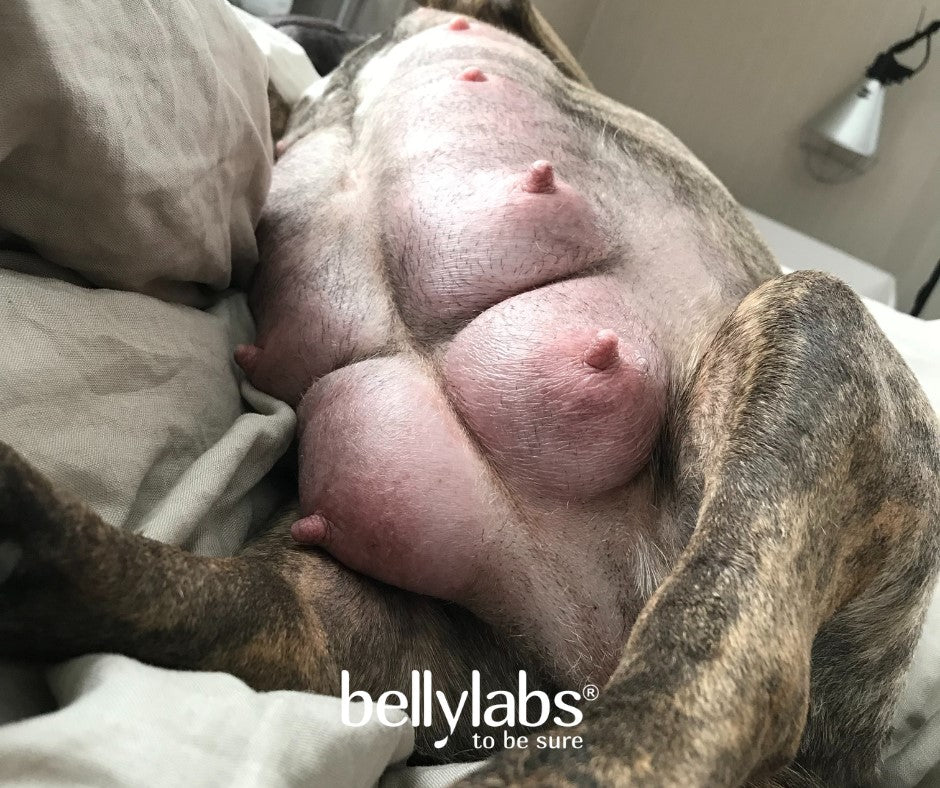 Signs a Dog is Going into Labor Soon: Discharge Do's and Don'ts