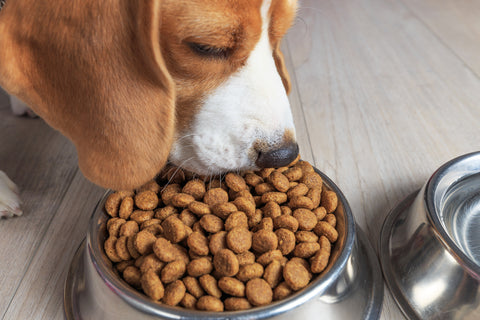 Ensuring Optimal Nutrition for Expecting Mothers and Puppies: A Guide to Premium Dog Food for Pregnancy and Early Development