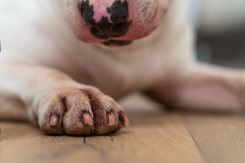 Dog yeast infections: causes, symptoms, and natural support with vitamin E