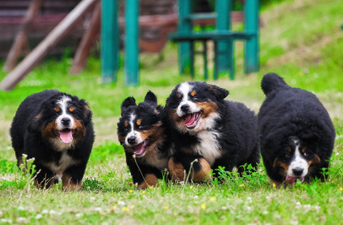 What real customers are saying about the Bellylabs Pregnancy Test for Dogs