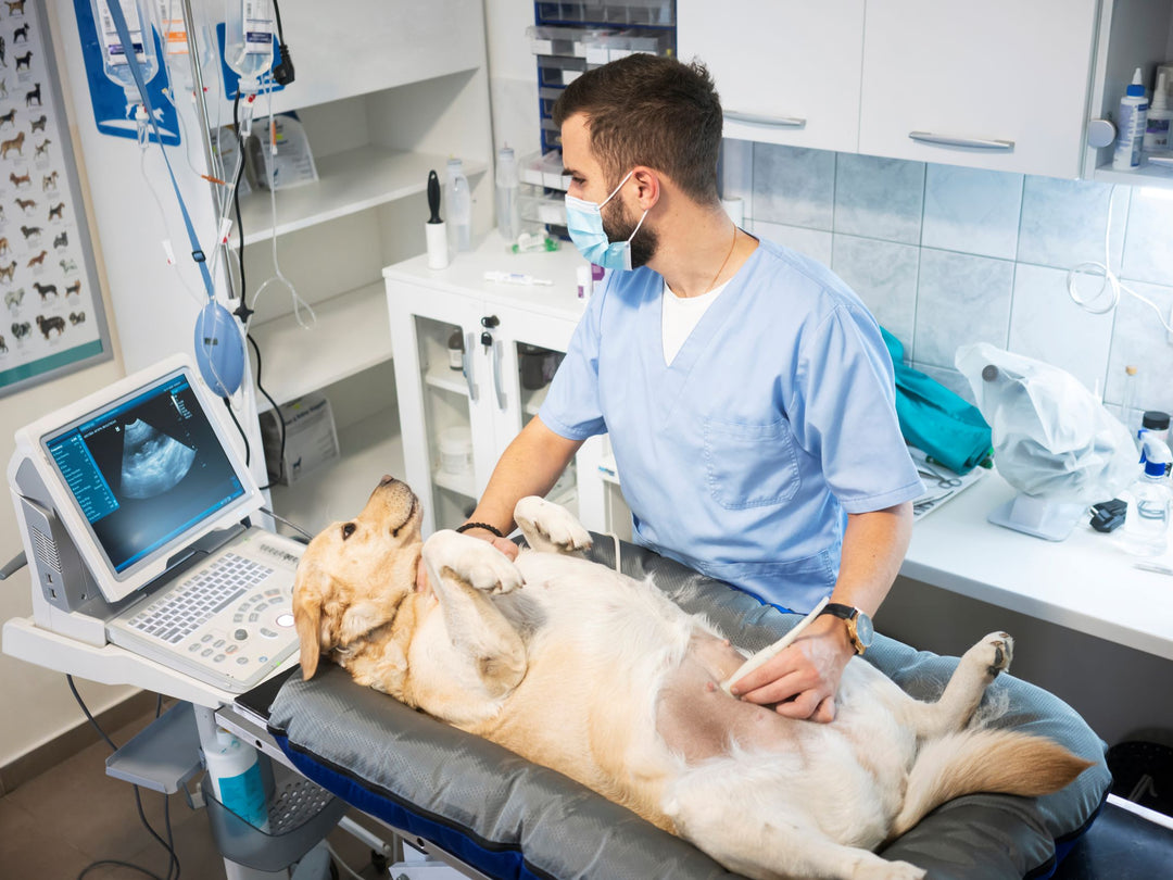 Canine Pregnancy Test: A Breakthrough in Early Pregnancy Detection ... - How To Measure Canine Pregnancy