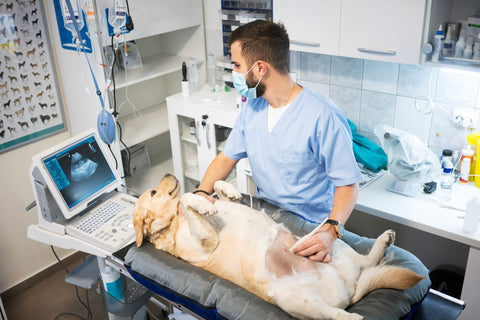 Navigating Dog Pregnancy Termination: Seeking Veterinary Guidance for Responsible Decision-Making