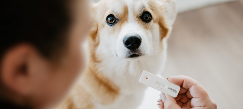 Bellylabs Pregnancy Test For Dogs - easy, safe and fast!