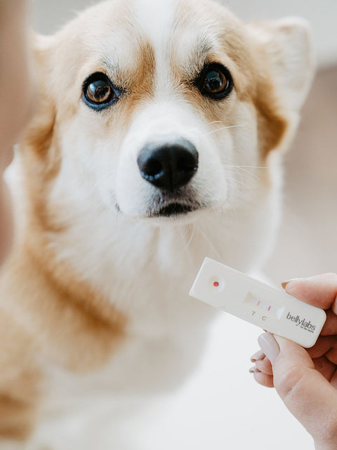 Bellylabs Pregnancy Test For Dogs - easy, safe and fast!