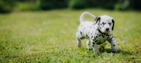 Bellylabs Trächtigkeitstest für Hunde - einfach, sicher und schnell!