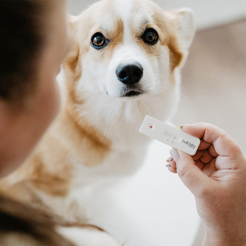 Bellylabs Trächtigkeitstest für Hunde