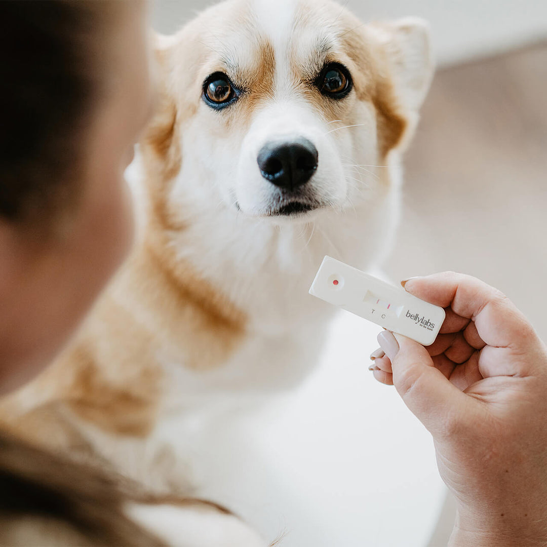 Reliable Dog Pregnancy Test for Easy Home Use Bellylabs