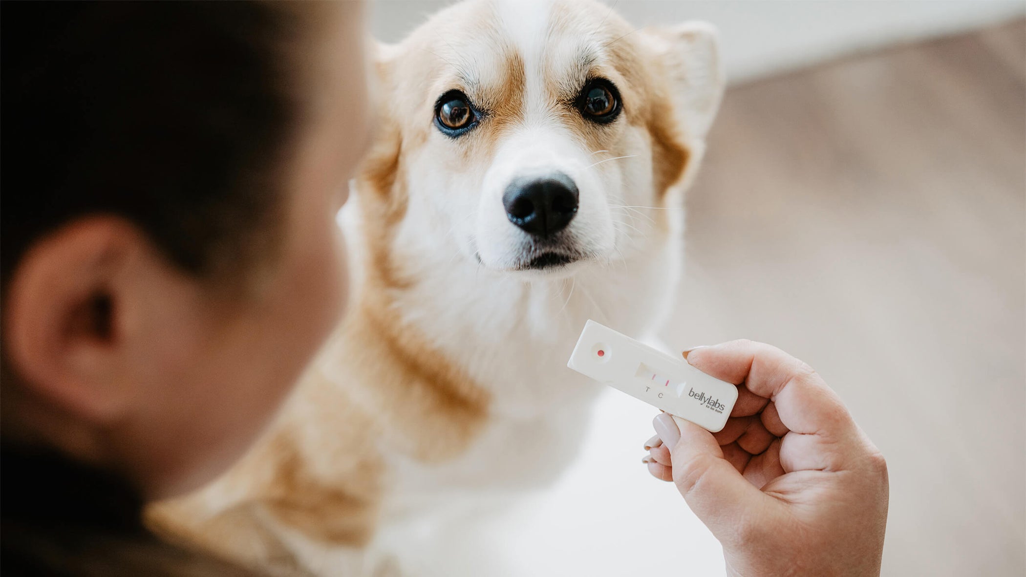 can you use a pregnancy test on a dog