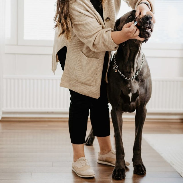 Reliable Dog Pregnancy Test for Easy Home Use Bellylabs