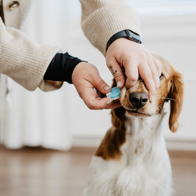 Understanding Dog Progesterone Levels for Successful Breeding Bellylabs